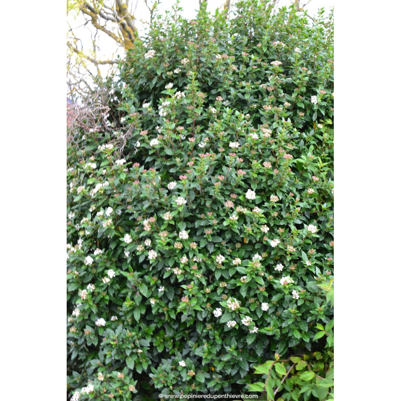 Laurier Tin Viburnum Tinus Persistant Blanc P Pini Re Du Penthi Vre