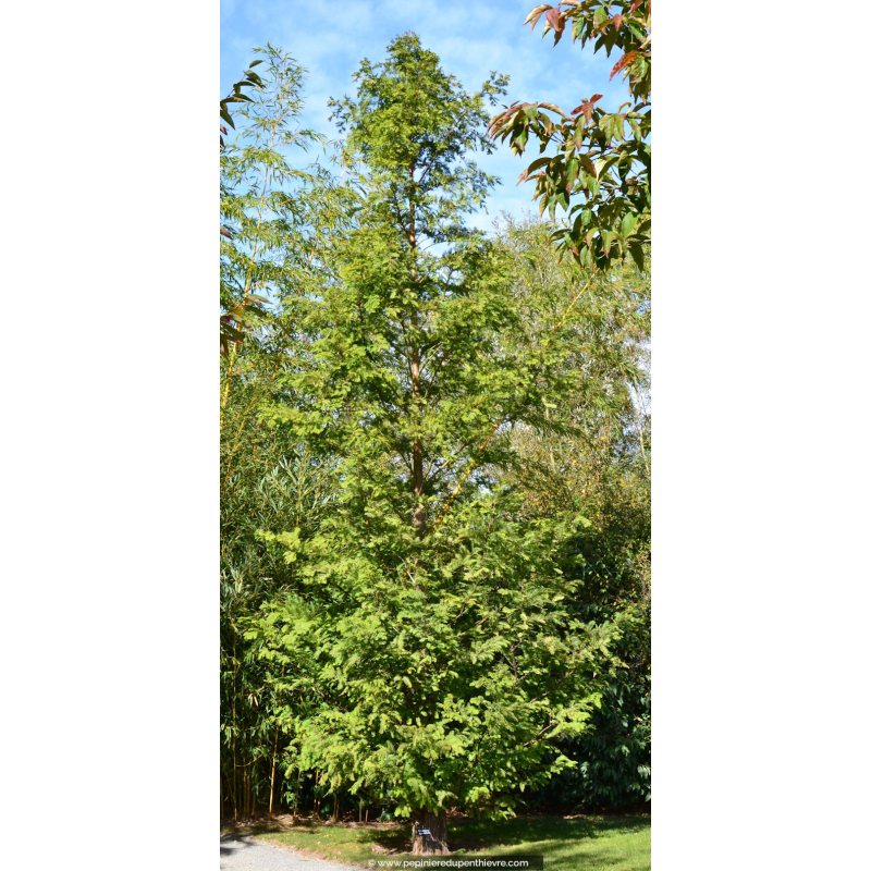 METASEQUOIA glyptostroboides Séquoia de Chine Pépinière du