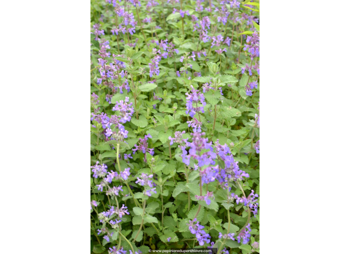 Nepeta Faassenii Six Hills Giant Mauve P Pini Re Du Penthi Vre