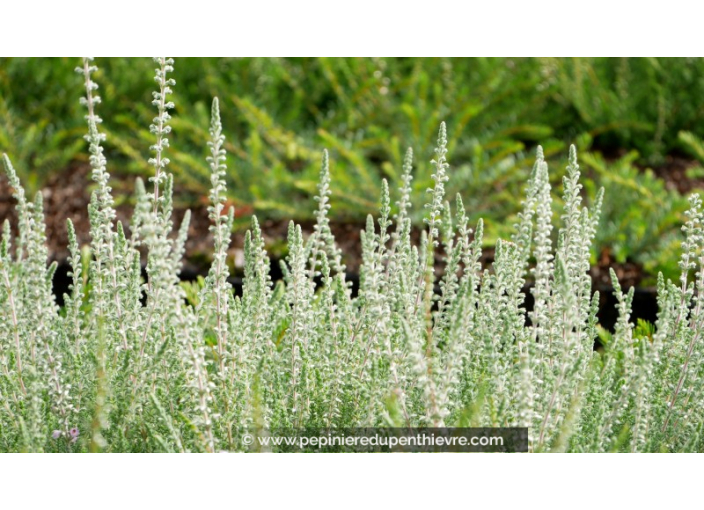 CALLUNA vulgaris Silver Knight gris argenté Pépinière du Penthièvre