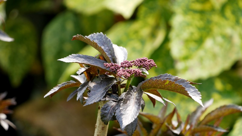 SAMBUCUS nigra Black Tower sureau noir Pépinière du Penthièvre