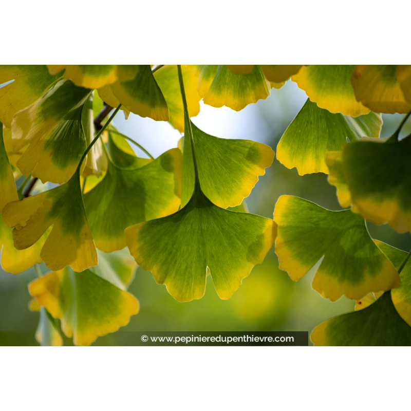 Ginkgo Biloba Ou Arbre Aux Quarante Cus Dore P Pini Re Du