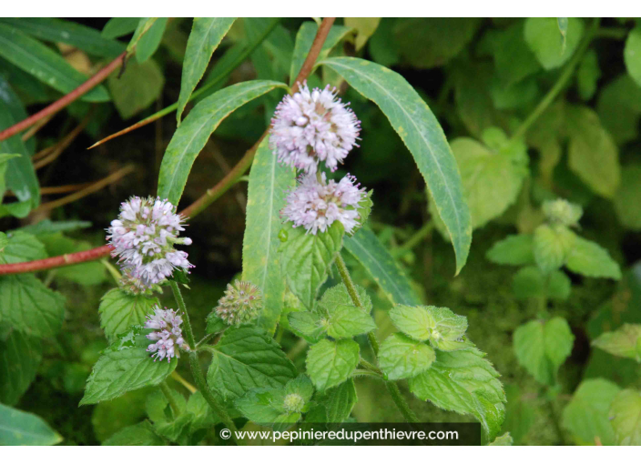 MENTHA aquatica