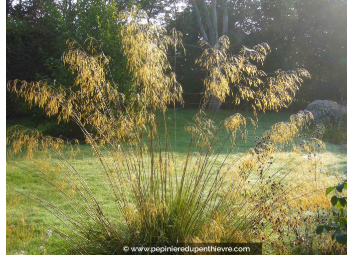 STIPA gigantea