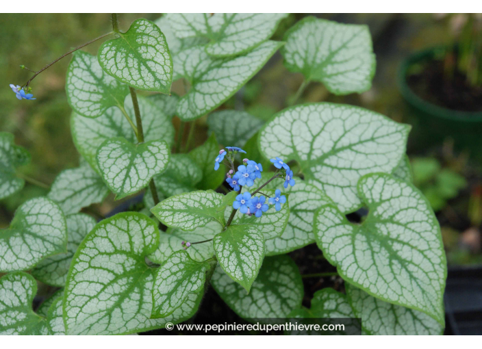 BRUNNERA macrophylla 'Jack Frost' ®