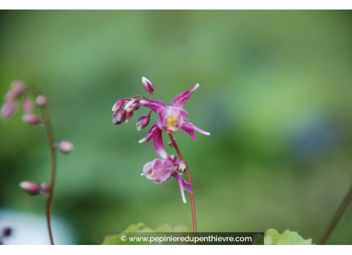 Epimedium grandiflorum 'Lilafee'