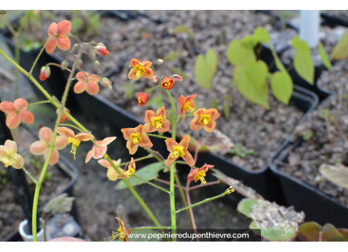 Epimedium pubigerum 'Orange Königin'