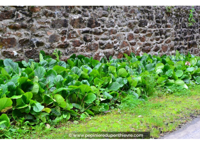 BERGENIA cordifolia