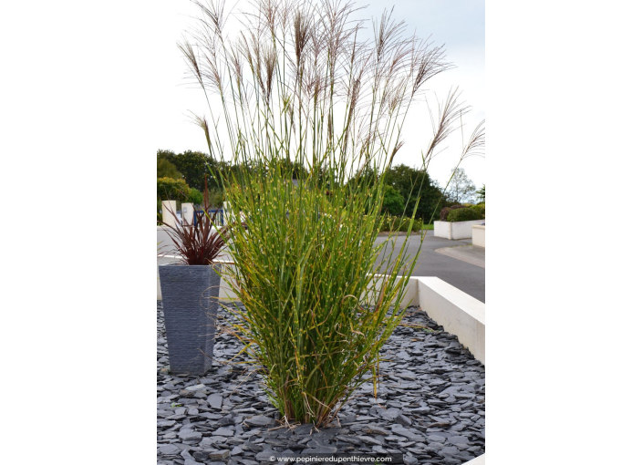 MISCANTHUS sinensis 'Zebrinus'