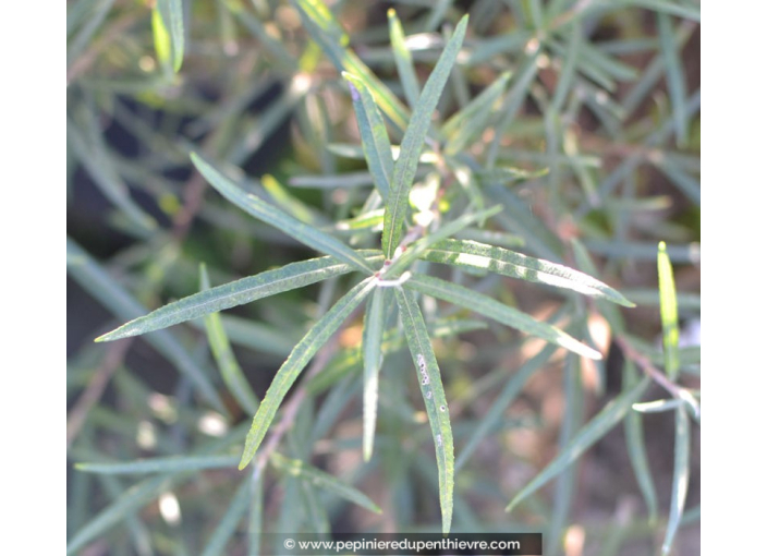 SALIX rosmarinifolia, arbuste, gris-bleuté - Pépinière du Penthièvre ...