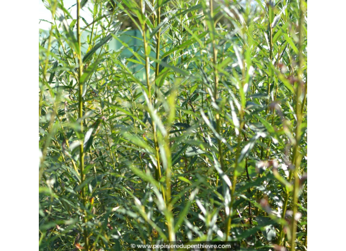 SALIX triandra