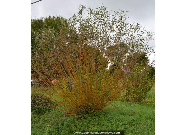 SALIX viminalis