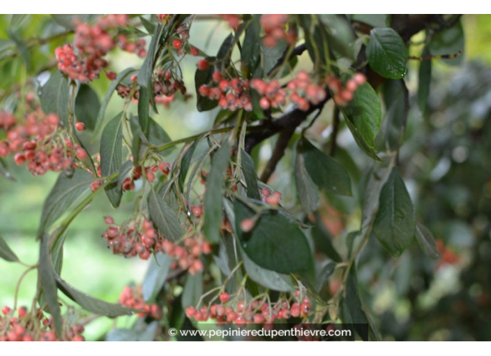 COTONEASTER lacteus