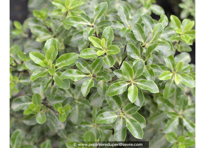 PITTOSPORUM tenuifolium