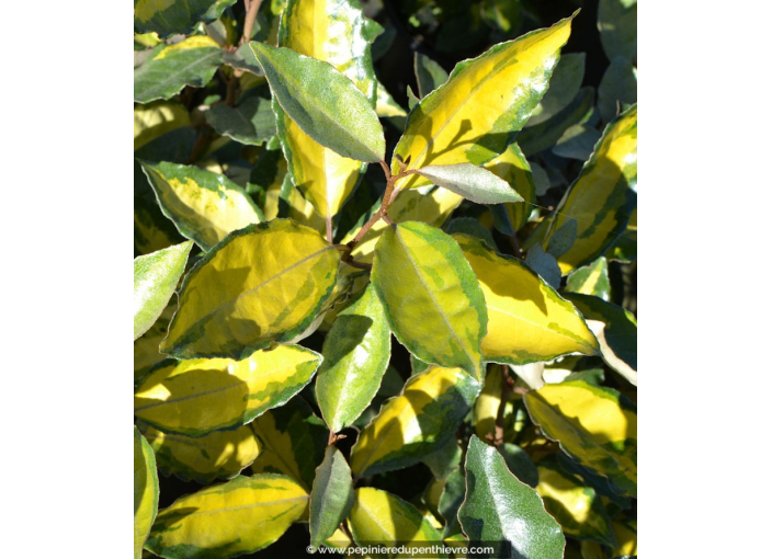 ELAEAGNUS x ebbingei 'Eleador'