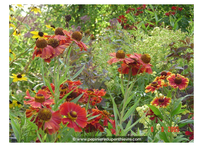 HELENIUM  'Moerheim Beauty'