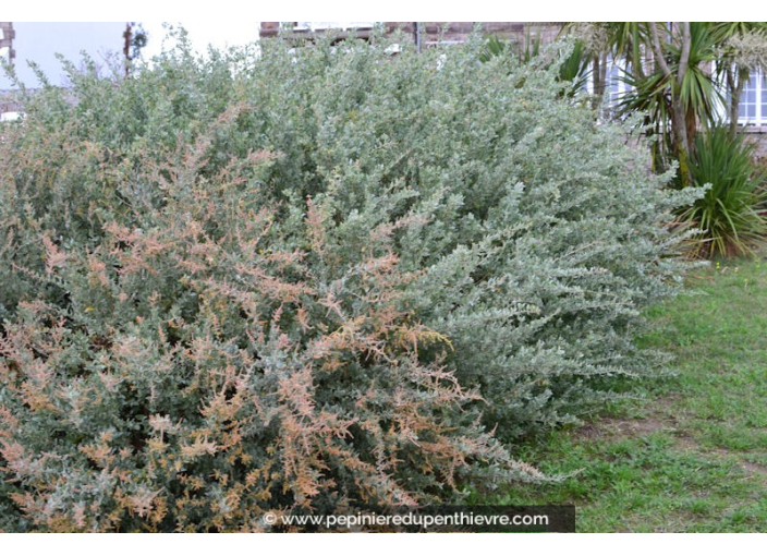 ATRIPLEX halimus