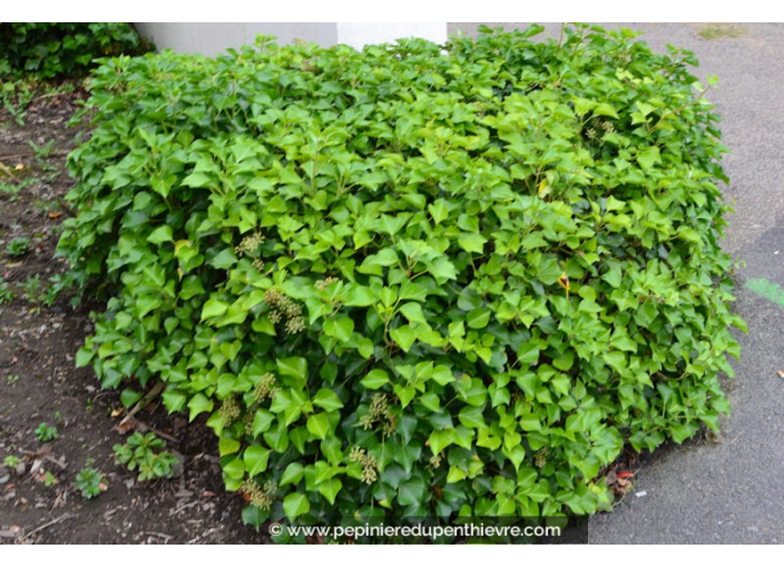 HEDERA helix 'Arborescens'