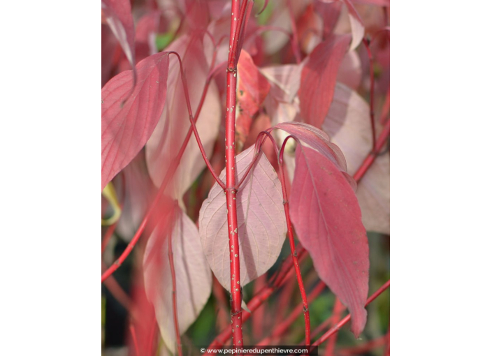 CORNUS alba 'Baton Rouge'®