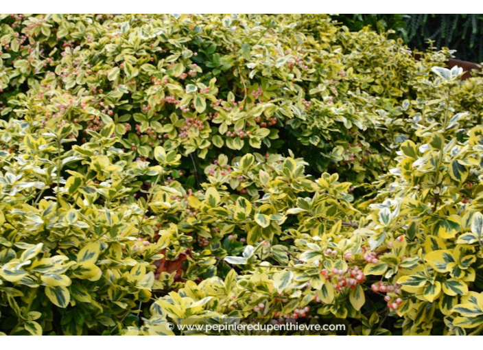 EUONYMUS fortunei 'Emerald'n Gold'