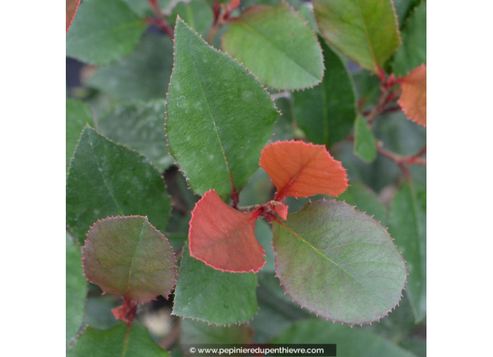 PHOTINIA x fraseri 'Little Red Robin'