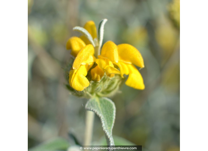 PHLOMIS fruticosa