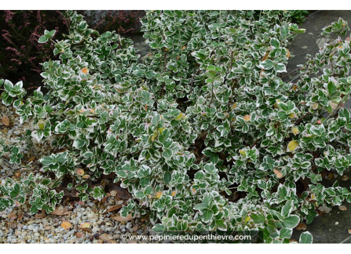 EUONYMUS fortunei 'Emerald Gaiety'