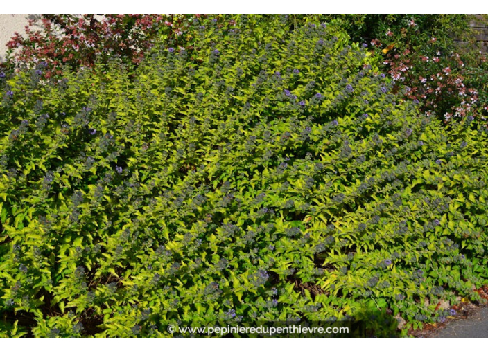 CARYOPTERIS x clandonensis 'Worcester Gold'