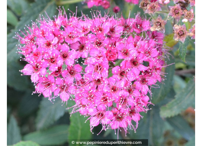 SPIRAEA x bumalda 'Anthony Waterer'