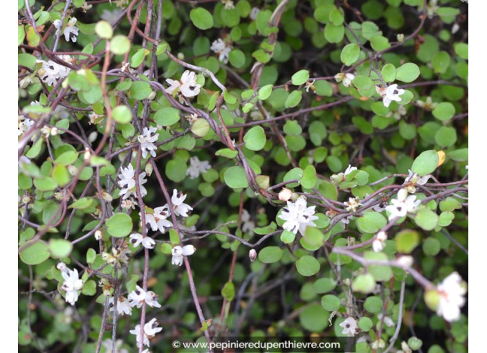 MUEHLENBECKIA complexa