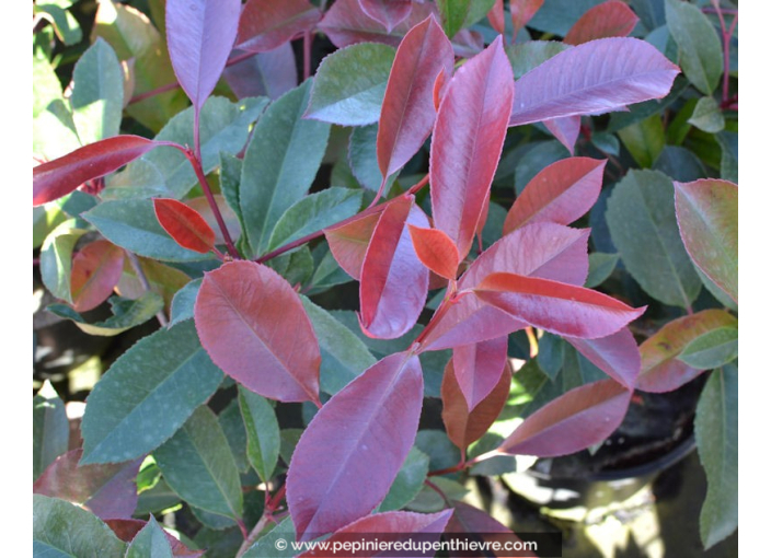 PHOTINIA x fraseri 'Red Robin'