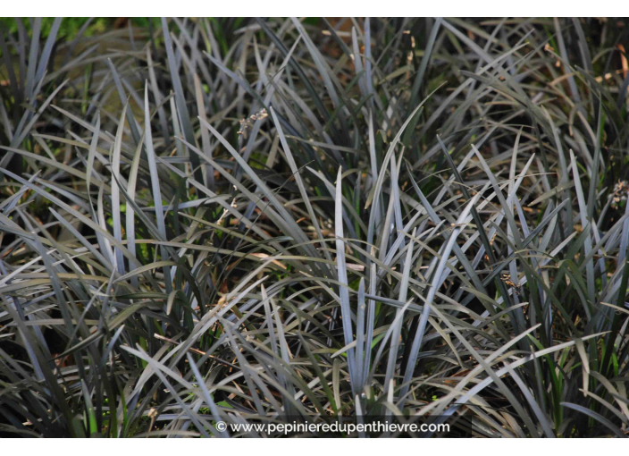 OPHIOPOGON planiscapus 'Niger'