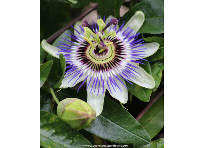 PASSIFLORA caerulea