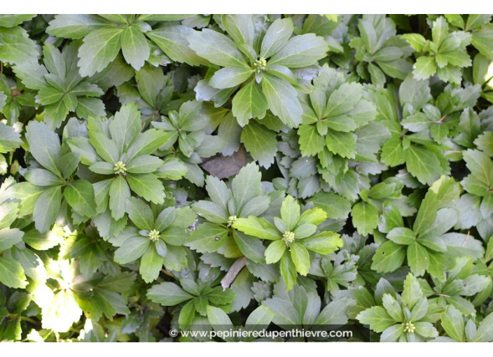 PACHYSANDRA terminalis