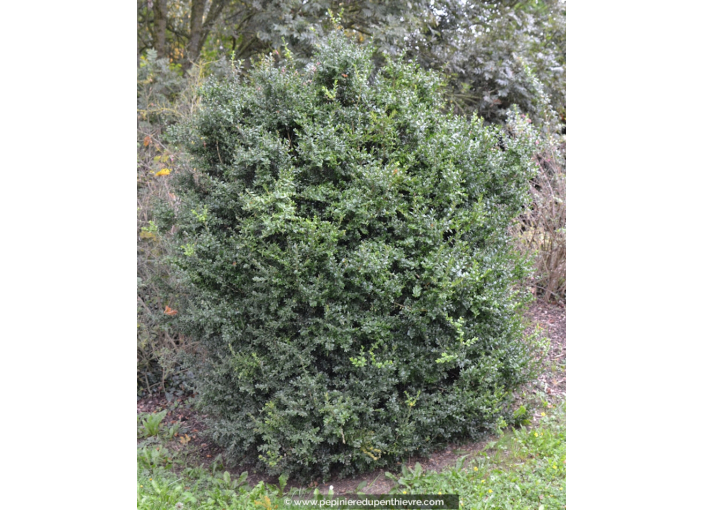 BUXUS sempervirens