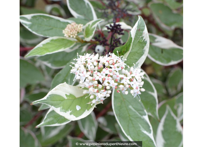 CORNUS alba 'Elegantissima'