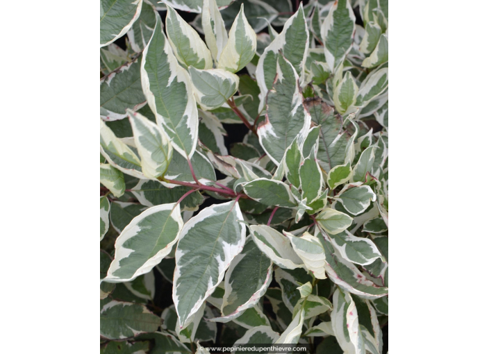 CORNUS alba 'Ivory Halo'