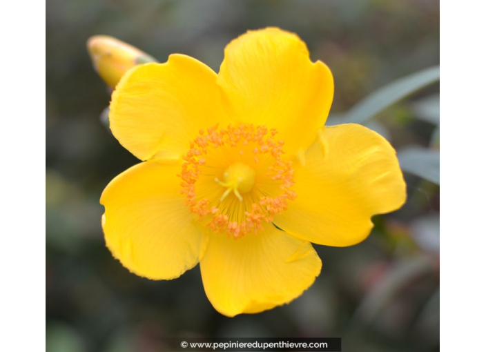 HYPERICUM 'Hidcote'