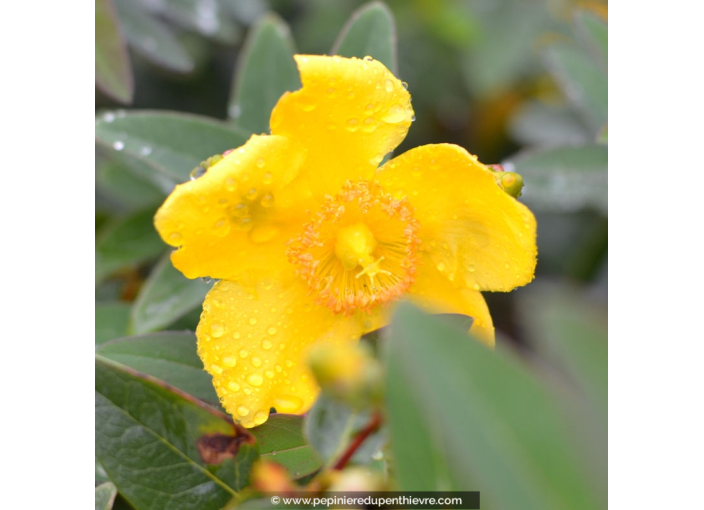 HYPERICUM calycinum