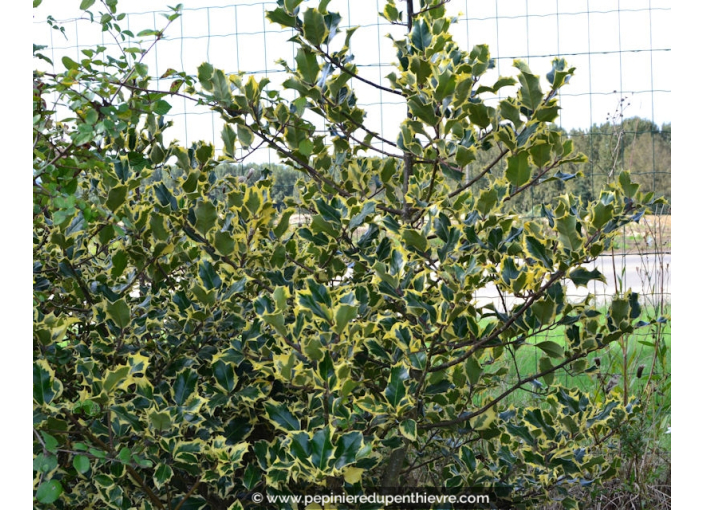 ILEX aquifolium 'Madame Briot'