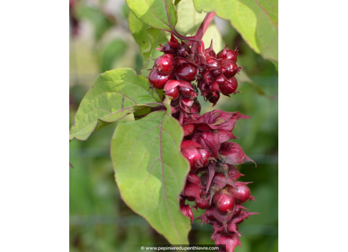 LEYCESTERIA formosa 'Purple Rain'