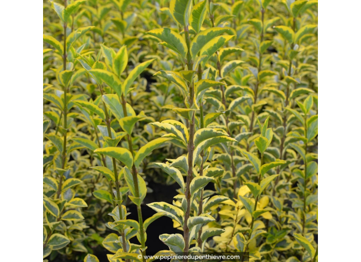 LIGUSTRUM ovalifolium 'Aureum'