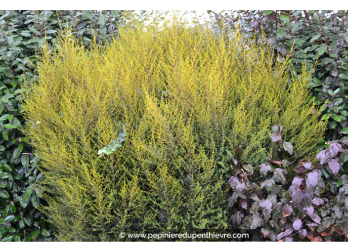 OLEARIA solandri 'Aurea'