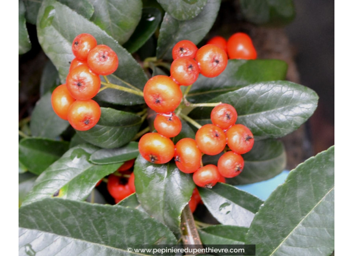 PYRACANTHA 'Saphyr Rouge'®