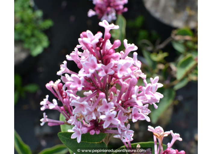 SYRINGA microphylla 'Superba'