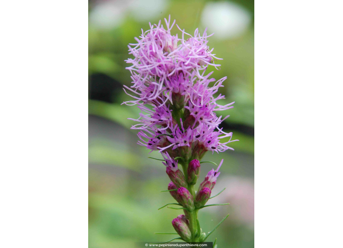 LIATRIS spicata