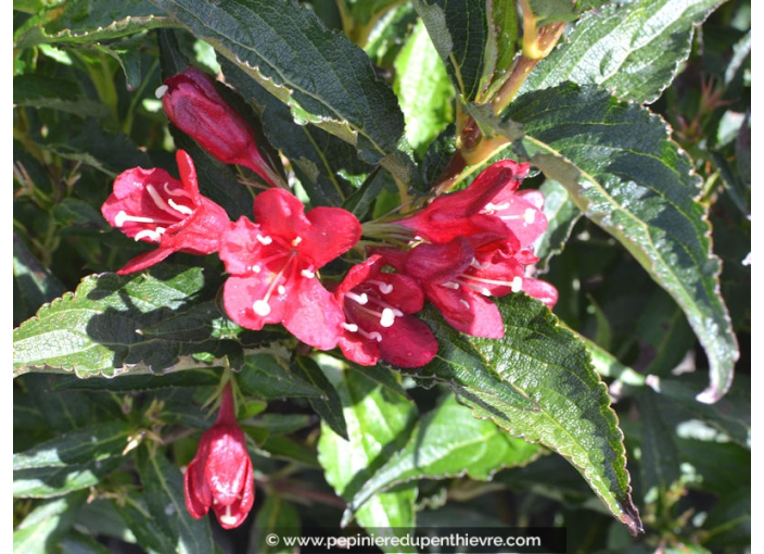 WEIGELA 'Nain Rouge'