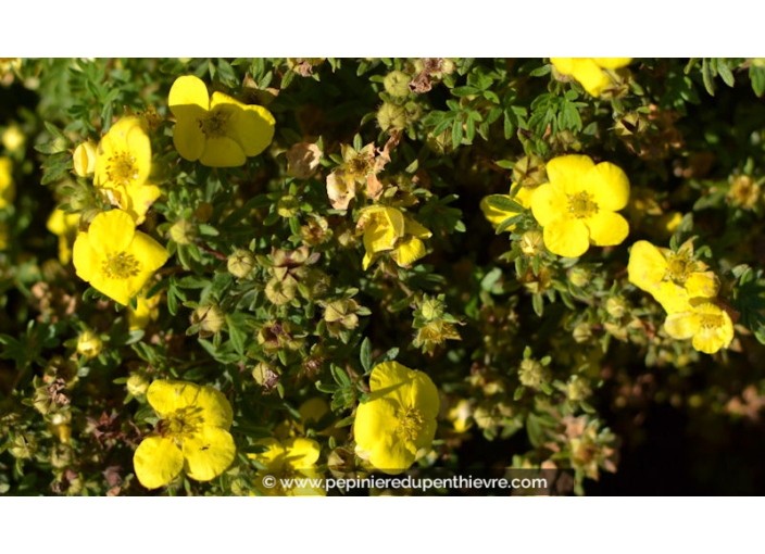 POTENTILLA fruticosa 'Elisabeth'