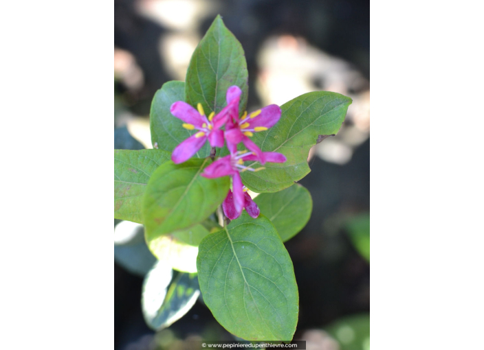 LONICERA tatarica 'Hack's Red'