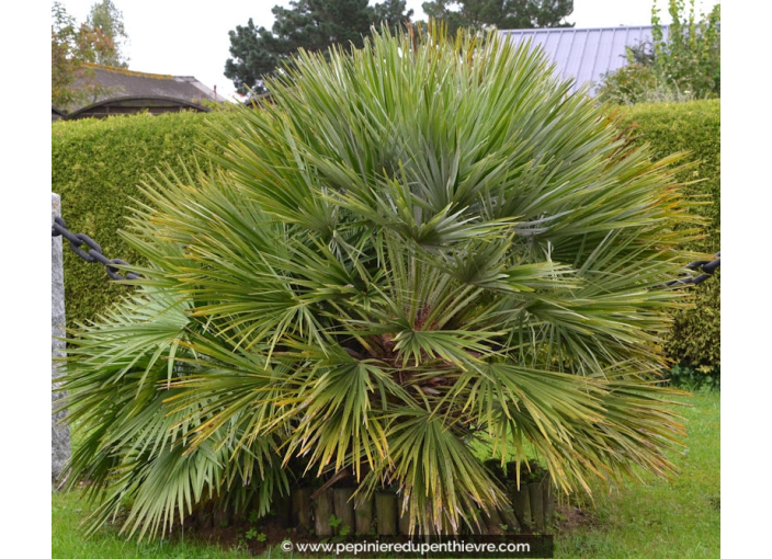 CHAMAEROPS humilis